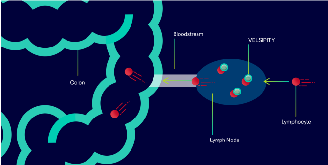 Diagram of VELSIPITY binding with S1P receptor